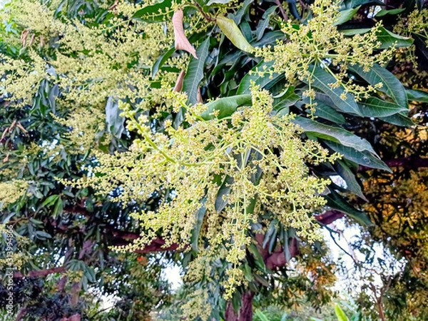 Obraz flowers in the garden