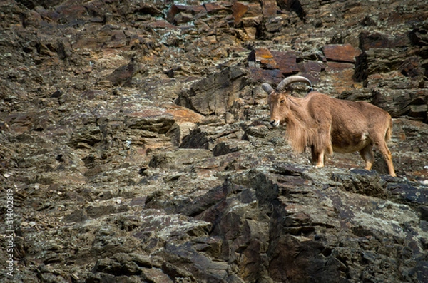 Fototapeta The Barbary sheep (Ammotragus lervia) or aoudad is a species of caprid native to rocky mountains in North Africa