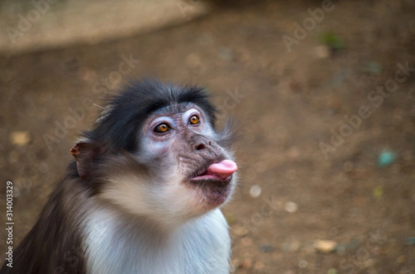 Fototapeta The sooty mangabey (Cercocebus atys) is an Old World monkey found in forests from Senegal in a margin along the coast down to Ghana