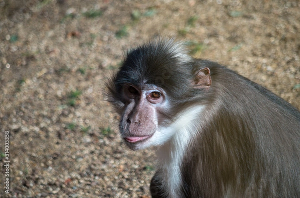 Fototapeta The sooty mangabey (Cercocebus atys) is an Old World monkey found in forests from Senegal in a margin along the coast down to Ghana.