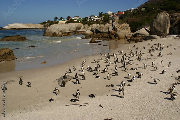 Obraz PINGUINO AFRICANO