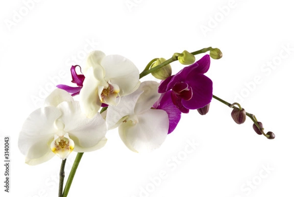Obraz orchids