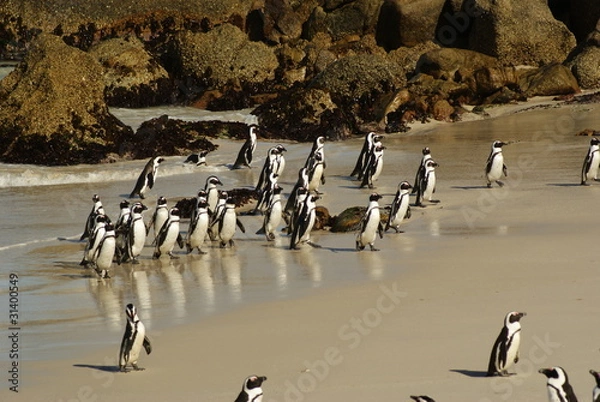 Obraz PINGUINO AFRICANO