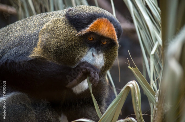 Fototapeta The De Brazza's monkey (Cercopithecus neglectus) is an Old World monkey endemic to the wetlands of central Africa. It is one of the most widespread African primates that live in forests.