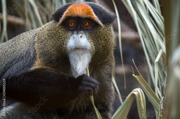 Fototapeta The De Brazza's monkey (Cercopithecus neglectus) is an Old World monkey endemic to the wetlands of central Africa. It is one of the most widespread African primates that live in forests.