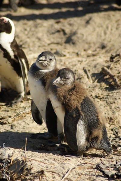 Obraz PINGUINO AFRICANO