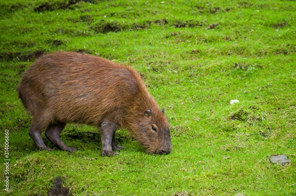Fototapeta Female capybara feeding on grass