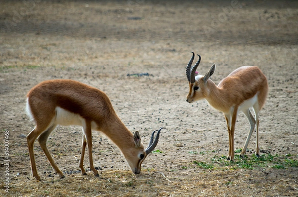 Fototapeta The dorcas gazelle (Gazella dorcas), also known as the ariel gazelle, is a small and common gazelle.