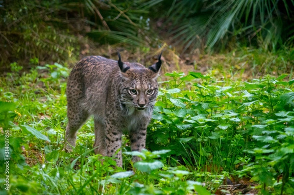 Fototapeta The Iberian lynx (Lynx pardinus) 