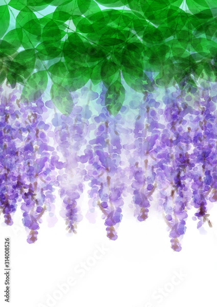 Fototapeta 開の藤の花　木漏れ日