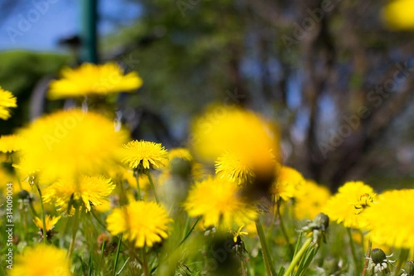 Obraz spring dandelions in the spring park