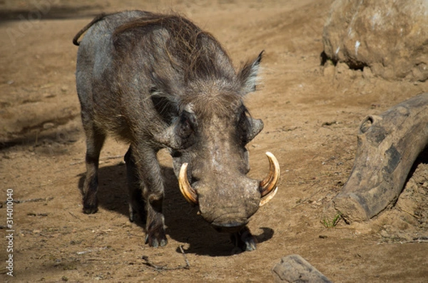 Fototapeta The desert warthog (Phacochoerus aethiopicus) is found in northern Kenya and Somalia, and possibly Djibouti, Eritrea, and Ethiopia.