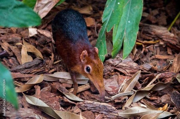 Fototapeta The black and rufous elephant shrew, (Rhynchocyon petersi) the black and rufous sengi, or the Zanj elephant shrew is one of the 17 species of elephant shrew found only in Africa.