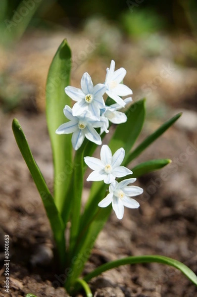 Obraz Blumen & Blüten