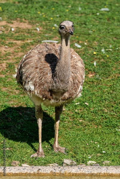 Fototapeta Darwin's rhea, Rhea pennata also known as the lesser rhea.