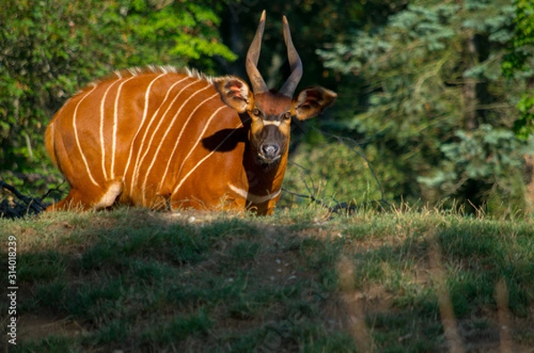 Fototapeta The bongo (Tragelaphus eurycerus) is a herbivorous, mostly nocturnal forest ungulate.