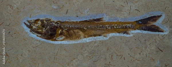 Fototapeta Dastilbe is an extinct genus of prehistoric bony fish from the Aptian.