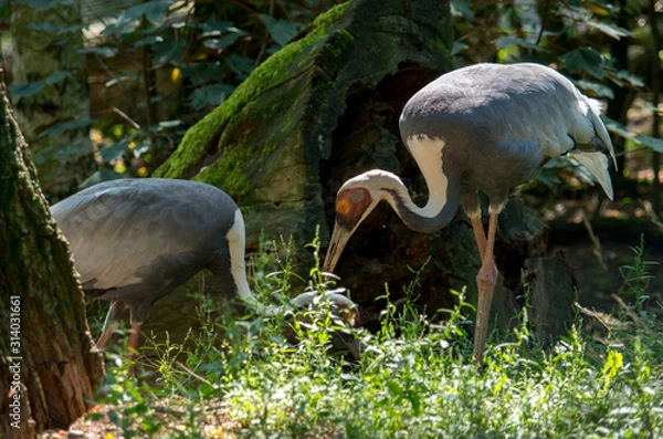 Fototapeta The white-naped crane (Antigone vipio) is a bird of the crane family.