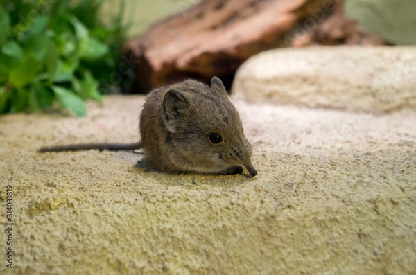 Fototapeta The round-eared elephant shrew (Macroscelides proboscideus) or round-eared sengi is a species of elephant shrew (sengi) in the family Macroscelididae.