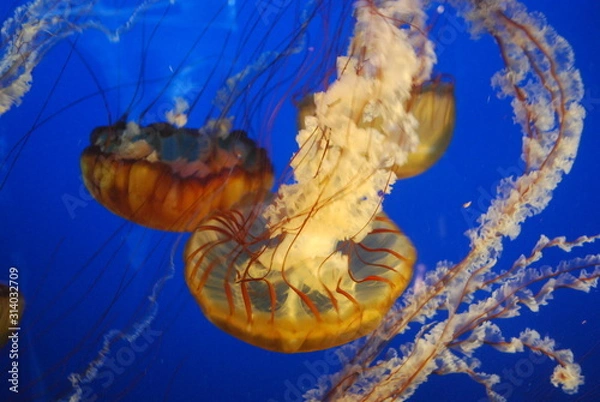 Obraz Jellyfish 3