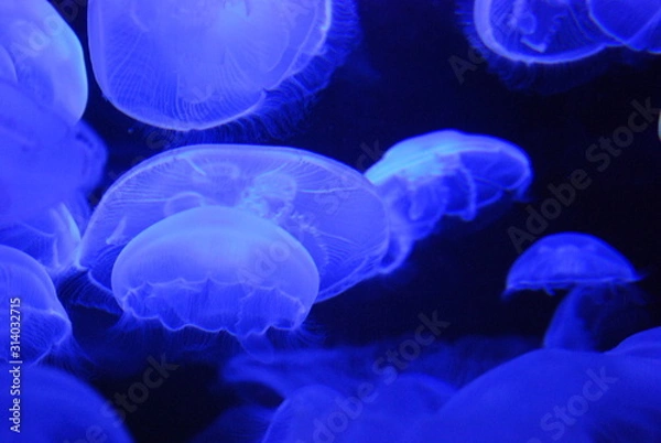 Obraz Blue Jellyfish