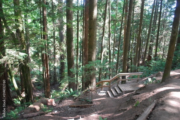 Obraz Vancouver Forest 5