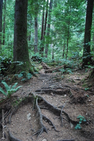 Obraz Vancouver Forest 3