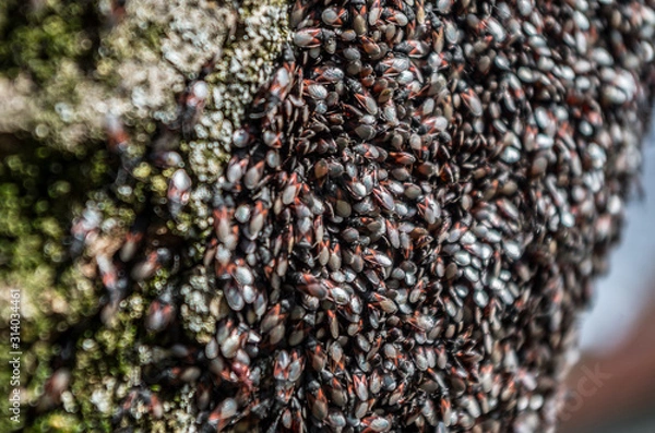 Fototapeta Lime seed bug (Oxycarenus lavaterae) is a species of ground bug of the family Lygaeidae, subfamily Oxycareninae.