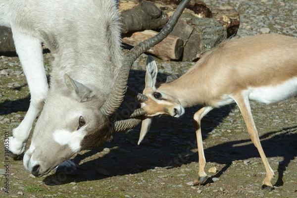 Obraz Gazelle and antelope Fighting