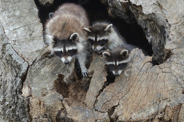 Obraz Raccoon Kits