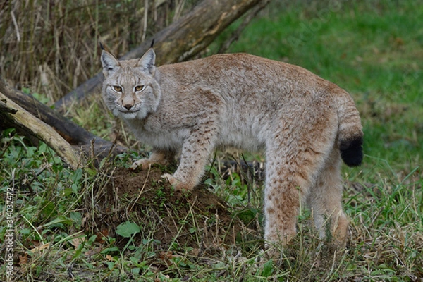 Obraz European Lynx