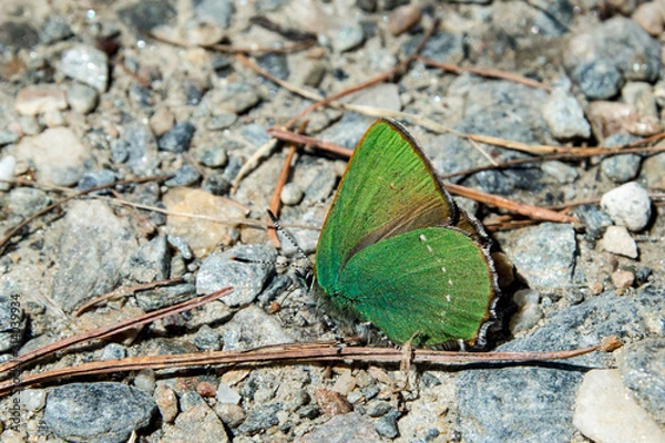 Obraz Grüner Zipfelfalter - callophrys rubi