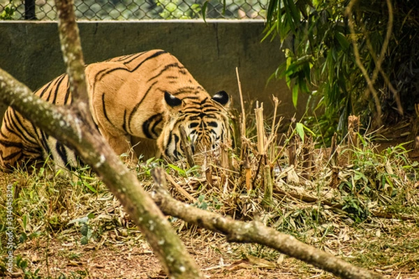 Obraz tiger in zoo