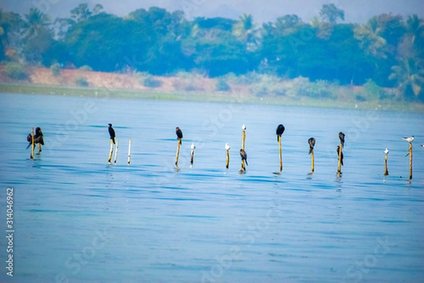 Obraz Siberian birds migrated