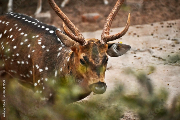 Obraz deer with long horns