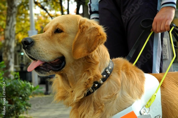 Obraz assistant dog