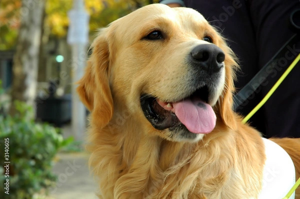 Obraz seeing eye dog