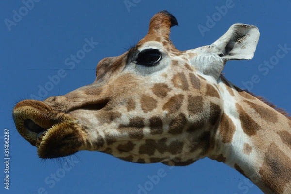 Obraz Giraffe 