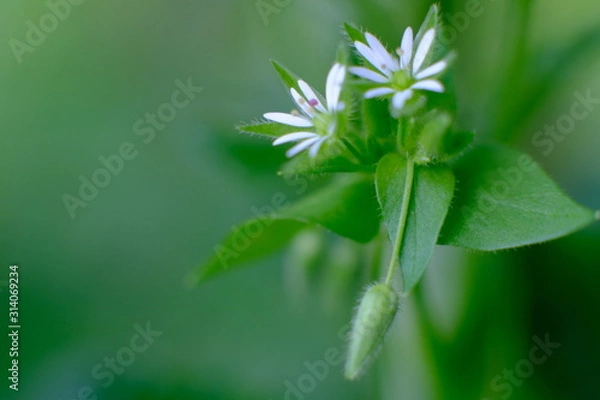 Obraz leaf on green background