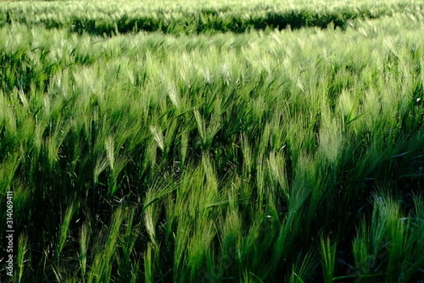 Obraz green wheat field