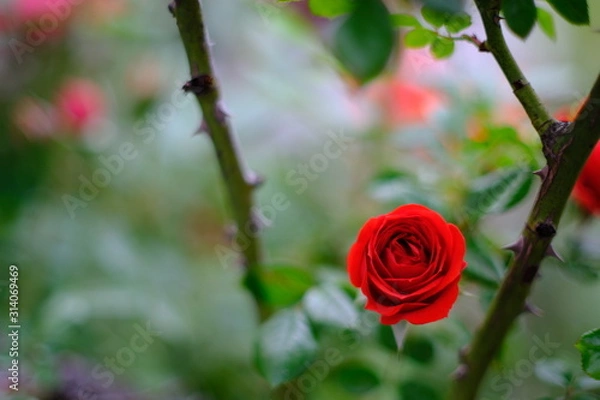 Obraz red rose in garden