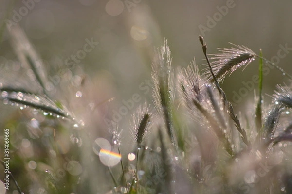 Obraz grass and flowers