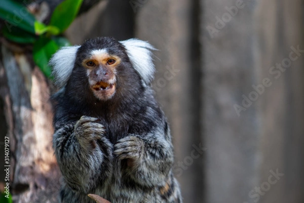 Fototapeta Common Marmoset