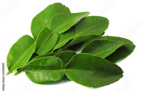 Obraz Kaffir lime leaves