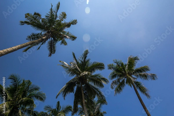 Obraz Coconut tree and sky