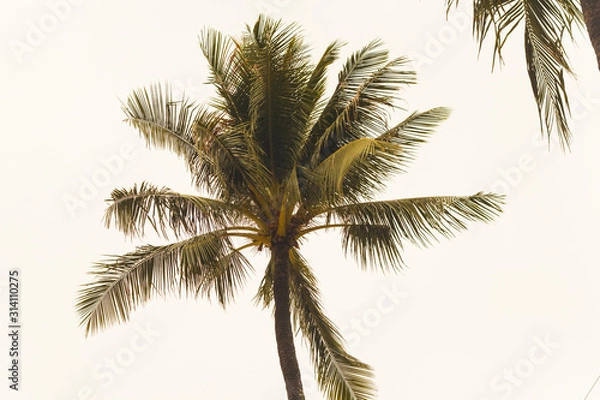 Fototapeta Coconut palm trees on the beach ,summer concept background, travel concept