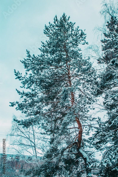Obraz beautiful pine tree in the snow