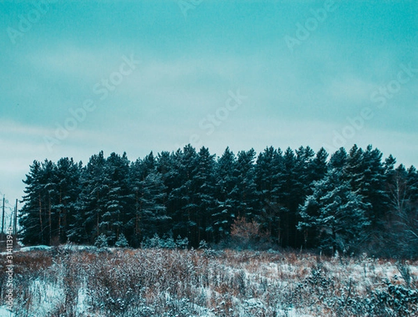 Obraz winter forest