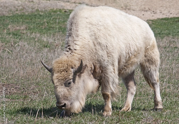 Obraz White American Bison