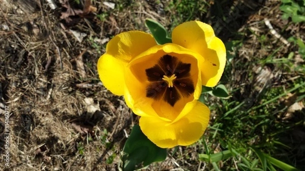 Obraz yellow tulip in bloom